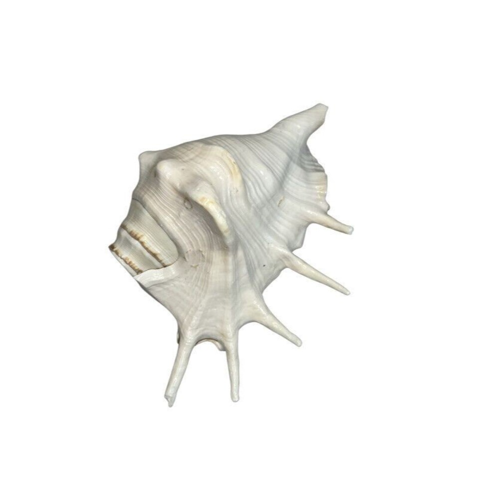 Lambis Truncata Giant Spider Conch Seashell Shell Beach Glossy White 7 Inches